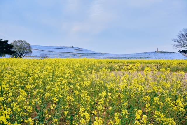 ひたちなか市イメージ
